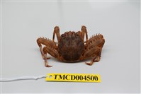 藏品(基氏盾牌蟹)的圖片